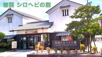 岩国の白蛇「ラブちゃん」に会ってきた！10代目のハート模様や白蛇の赤ちゃんの秘密を紹介